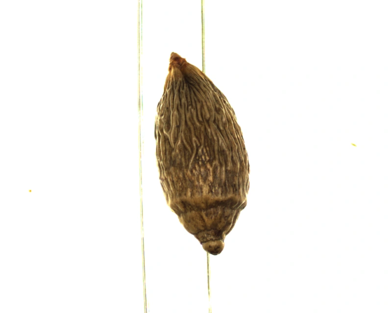 食品槟榔检测
